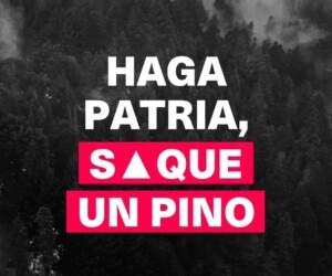 La Invasión de Pinos en Patagonia: Una Bomba de Tiempo Ambiental que Devora el Bosque Nativo