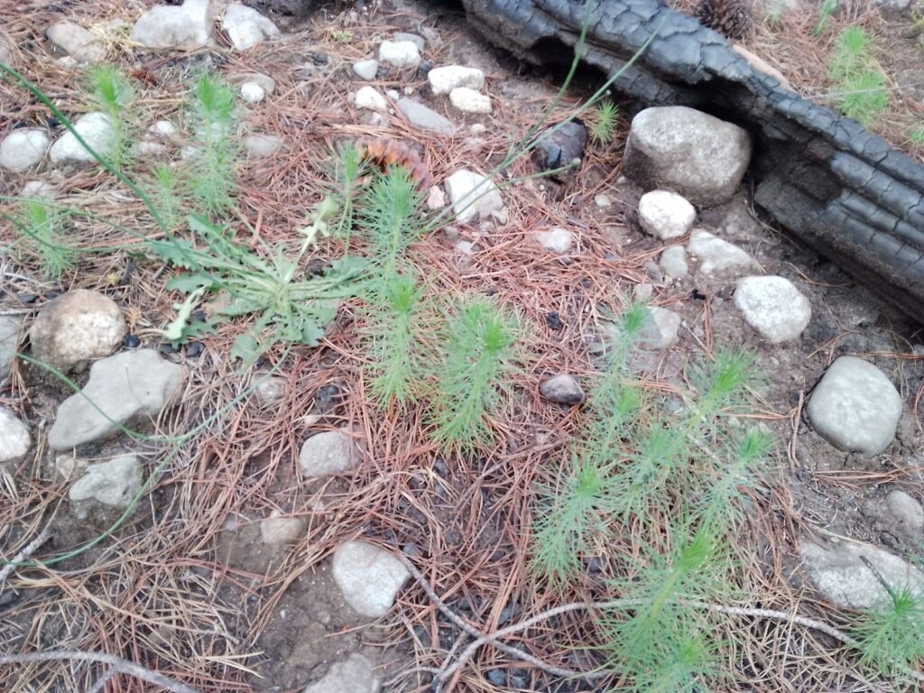 La Invasión de Pinos en Patagonia: Una Bomba de Tiempo Ambiental que Devora el Bosque Nativo 2 LA PLAGA PERFECTA. Epuyén: foto 25/12/25 de pinos ponderosa rebrotando postincendio del 15/1/25 en suelos completamente secos . Con velocidades de crecimento 3 o 4 veces más rápidas que las especies nativas llegan a reemplazarlas por completo. Así el Co. Gladys, parte del Pirque y del Cohiue, están cubiertos cada vez más solo por pinos. Crecen tan apretados que es imposible abrirse paso en esos "bosques". El mejor ejemplo: Puerto Patriada, donde empezó este incendio y otros anteriores.