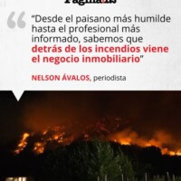 La Invasión de Pinos en Patagonia: Una Bomba de Tiempo Ambiental que Devora el Bosque Nativo 10