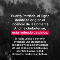 La Invasión de Pinos en Patagonia: Una Bomba de Tiempo Ambiental que Devora el Bosque Nativo 3