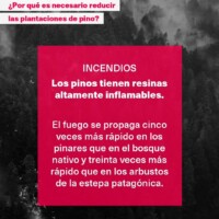 La Invasión de Pinos en Patagonia: Una Bomba de Tiempo Ambiental que Devora el Bosque Nativo 4