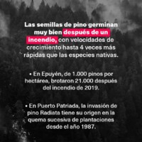 La Invasión de Pinos en Patagonia: Una Bomba de Tiempo Ambiental que Devora el Bosque Nativo 5