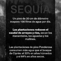 La Invasión de Pinos en Patagonia: Una Bomba de Tiempo Ambiental que Devora el Bosque Nativo 6