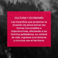 La Invasión de Pinos en Patagonia: Una Bomba de Tiempo Ambiental que Devora el Bosque Nativo 7