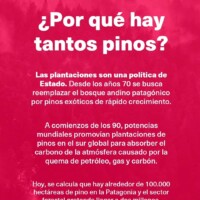 La Invasión de Pinos en Patagonia: Una Bomba de Tiempo Ambiental que Devora el Bosque Nativo 8