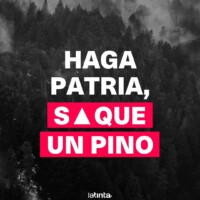 Las plantaciones son una política de Estado. Desde los años 70 se busca reemplazar el bosque andino patagónico por pinos exóticos de rápido crecimiento.